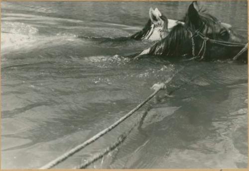 Two horses swimming in river