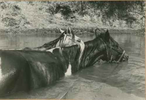 Two horses swimming in river