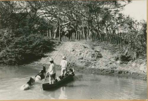 Swimming horses across the Rio Grande