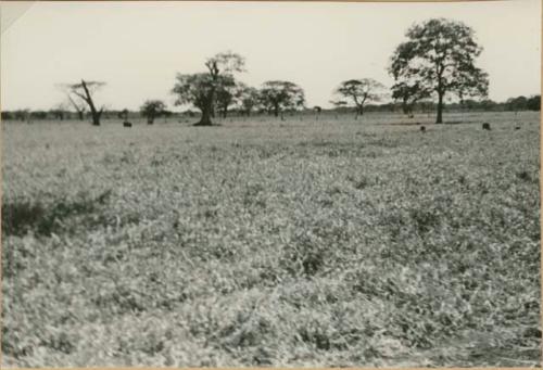 Pastures near Natá