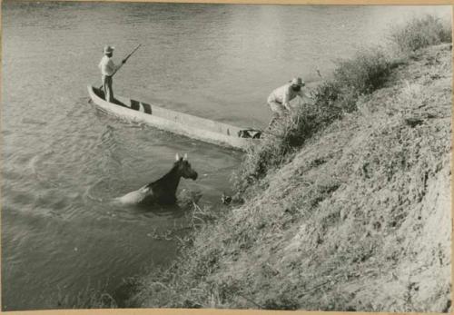 Moving horse across river in Panama, possibly Rio Grande