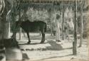 Two men and a horse, Zapatillo