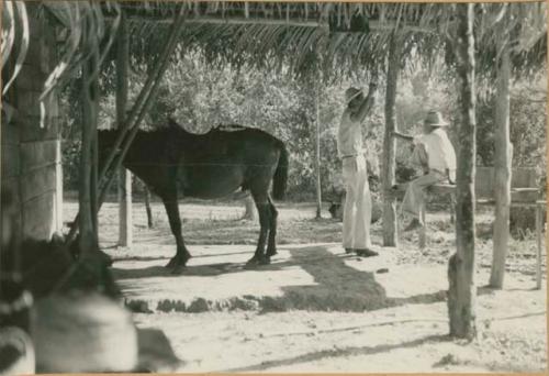 Two men and a horse, Zapatillo