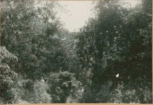 Typical flora growth in southwest Veraguas