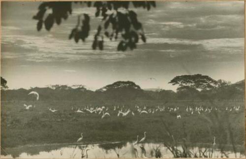 Flock of birds, possibly white ibis, by the river