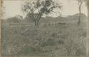 Group of people under a tree in field