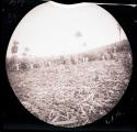 Harvesting field