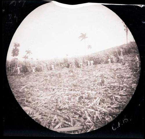 Harvesting field