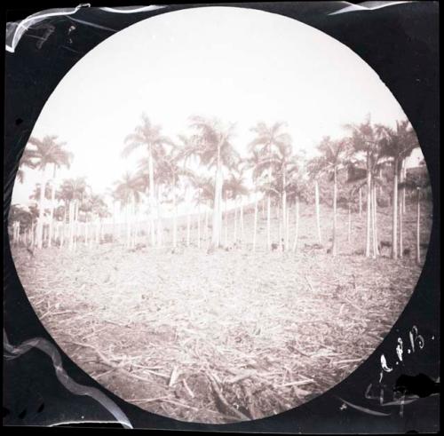 Line of trees in a harvested field