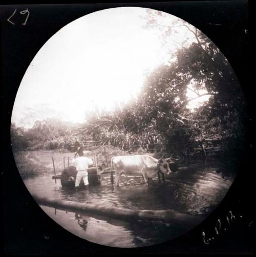 Man standing with oxen and cart in water