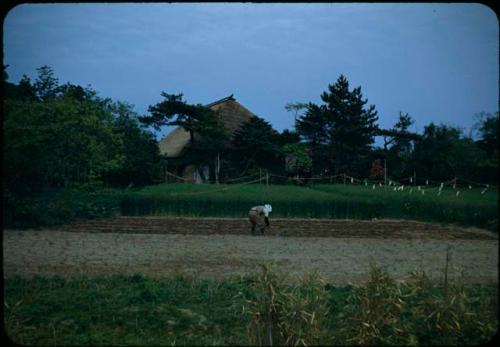 Person working in field, with farm buildings in background