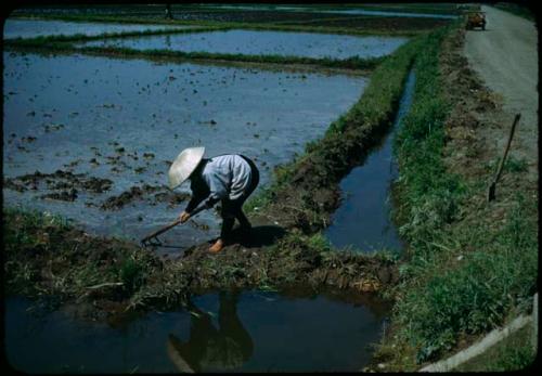 Woman tending rice paddy