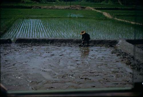 Preparing rice paddy for planting