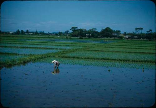 Woman tending rice paddy