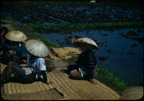 Women in straw hats resting beside rice paddy