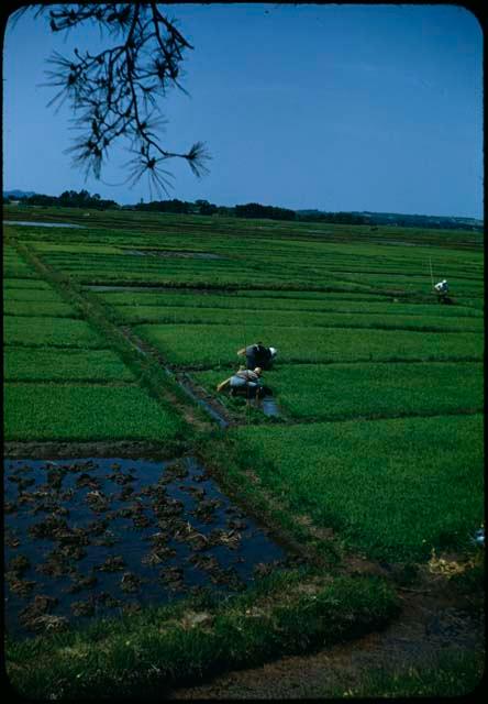 Rice seedbed