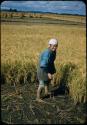 Woman harvesting rice