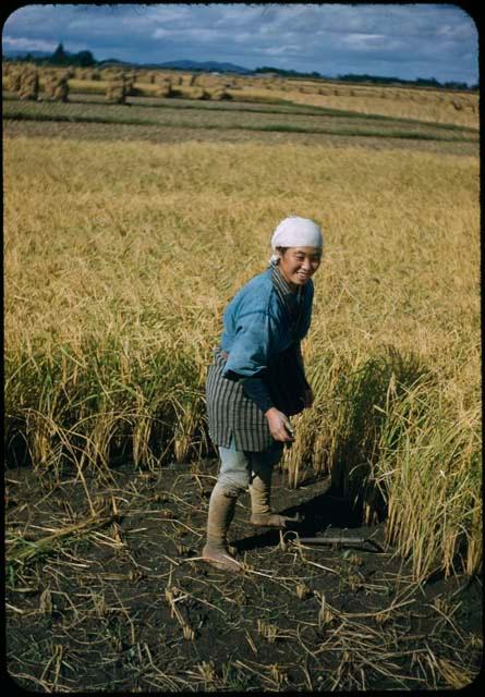 Woman harvesting rice