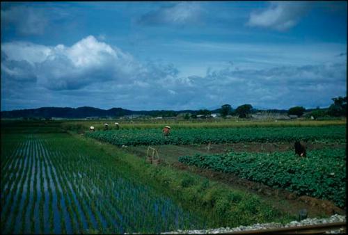 Rice fields