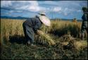 Rice harvest