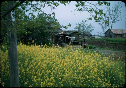 Mustard blossoms