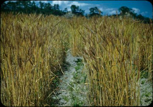 Barley field