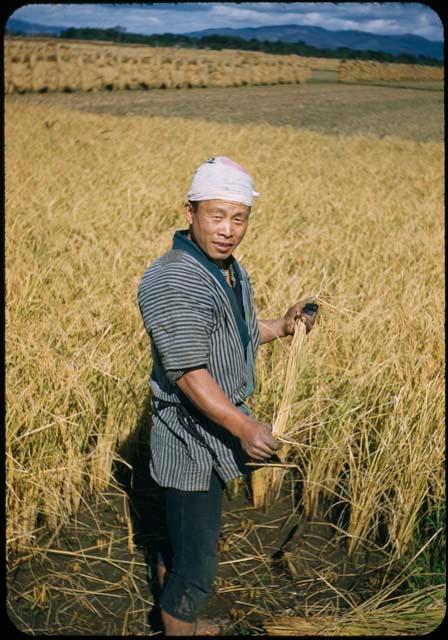 Rice harvest