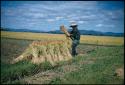 Rice harvest