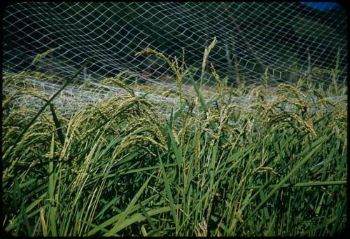 Rice plants