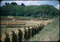 Rice harvest