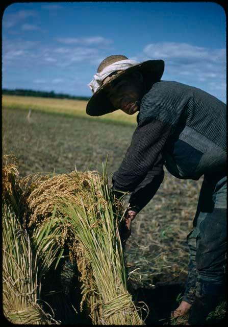 Man with bundles of harvested rice