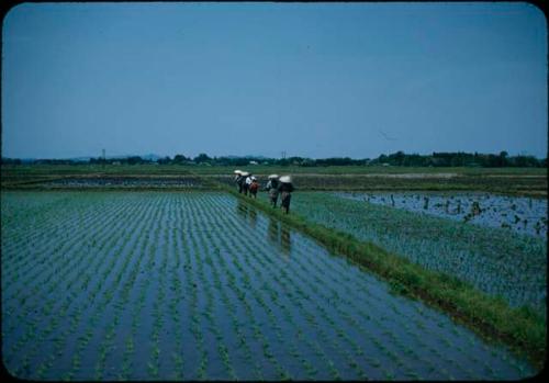 People working in rice field