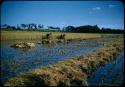 Rice harvest