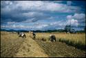 Rice harvest