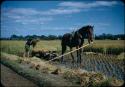 Rice harvest