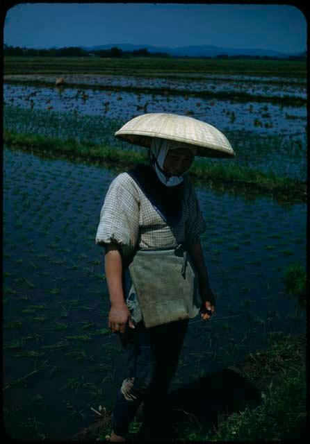 Person standing in rice field