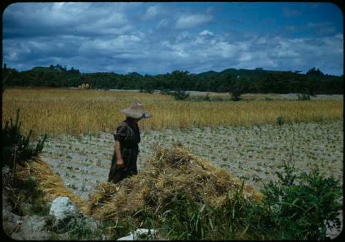 Person standing in barley field