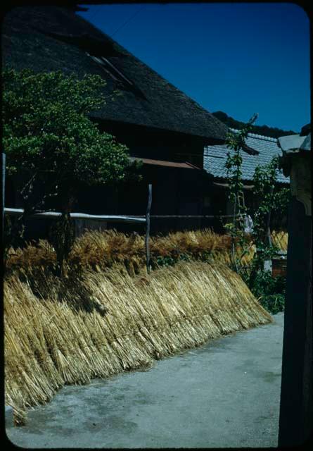 Drying barley