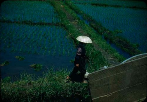 Person walking along rice field