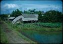 House and garden next to rice field