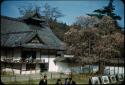 Buddhist Temple and cherry blossoms