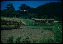 Barley drying