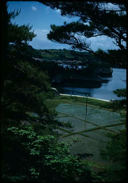 Rice fields