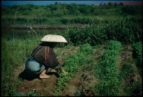 Person tending plants in field or garden