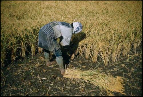 Rice harvest