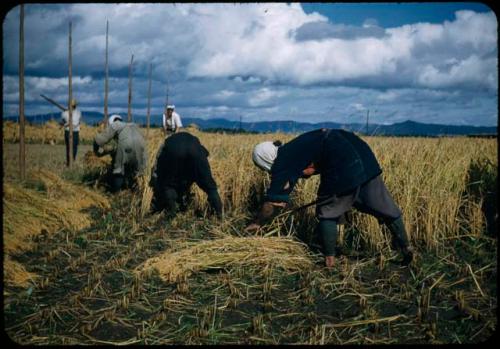 Rice harvest