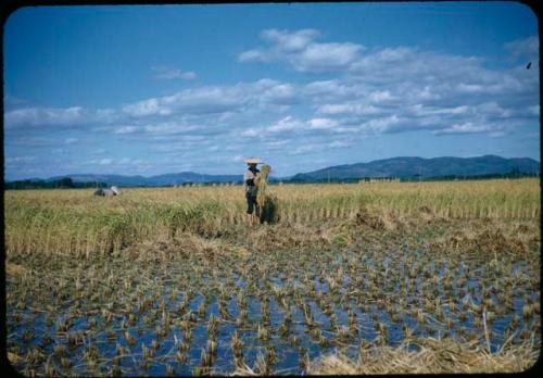 Rice harvest