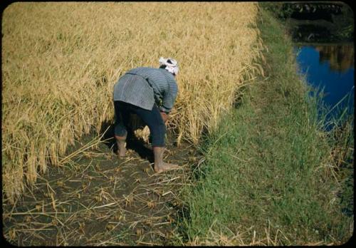 Rice harvest