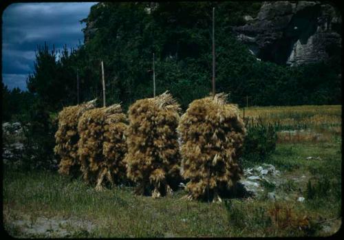 Barley drying