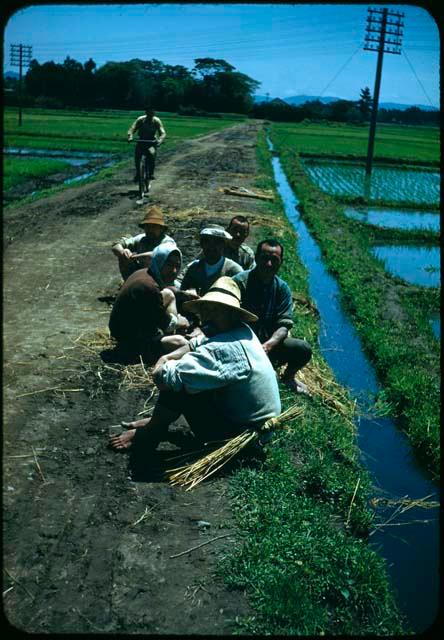 People sitting next to rice field